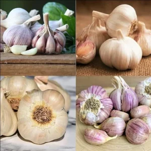 1Lb Mixed Garlic Bulbs for Planting - Hardneck Garlic Tubers, White Red Purple - Image 1