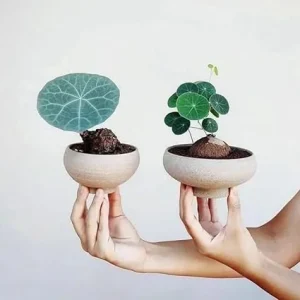 2-2.5 inch Stephania Cephalantha Caudex Live Plant - Rare Succulent for Home Decor, Sprouted - Image 4