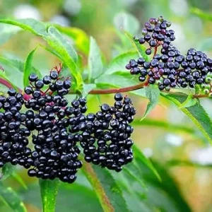 2 American Elderberry Plants Live - Black Elderberry Bush Bareroots, 6-12 Inches Tall - Image 2