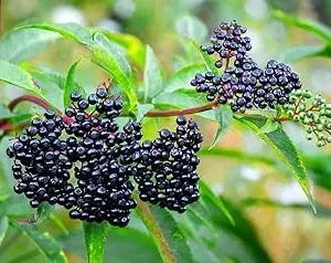 2 American Elderberry Plants Live - Black Elderberry Bush Bareroots, 6-12 Inches Tall - Image 4
