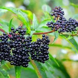 2 American Elderberry Plants Live - Black Elderberry Bush Bareroots, 6-12 Inches Tall - Image 5