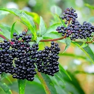 2 American Elderberry Plants Live - Black Elderberry Bush Bareroots, 6-12 Inches Tall - Image 7