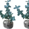 2 Baby Blue Eucalyptus Live Plant Starter Plugs 1-3 Inches Tall - Indoor/Outdoor - Image 1