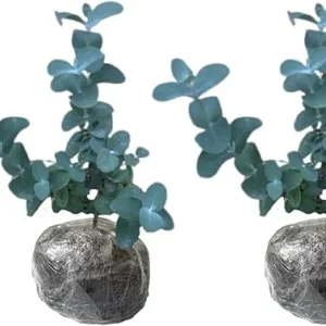 2 Baby Blue Eucalyptus Live Plant Starter Plugs 1-3 Inches Tall - Indoor/Outdoor - Image 4
