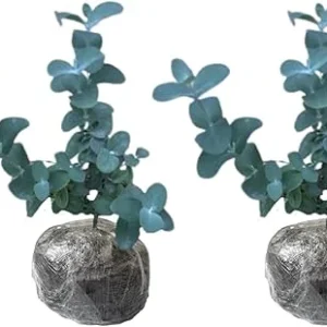 2 Baby Blue Eucalyptus Live Plant Starter Plugs 1-3 Inches Tall - Indoor/Outdoor - Image 6