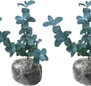 2 Baby Blue Eucalyptus Live Plant Starter Plugs 1-3 Inches Tall - Indoor/Outdoor - Image 7