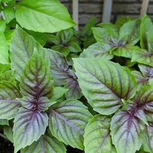 2 Basil Live Plants - Fragrant Herb, Outdoor Garden, 4 Inch Pot - Image 5