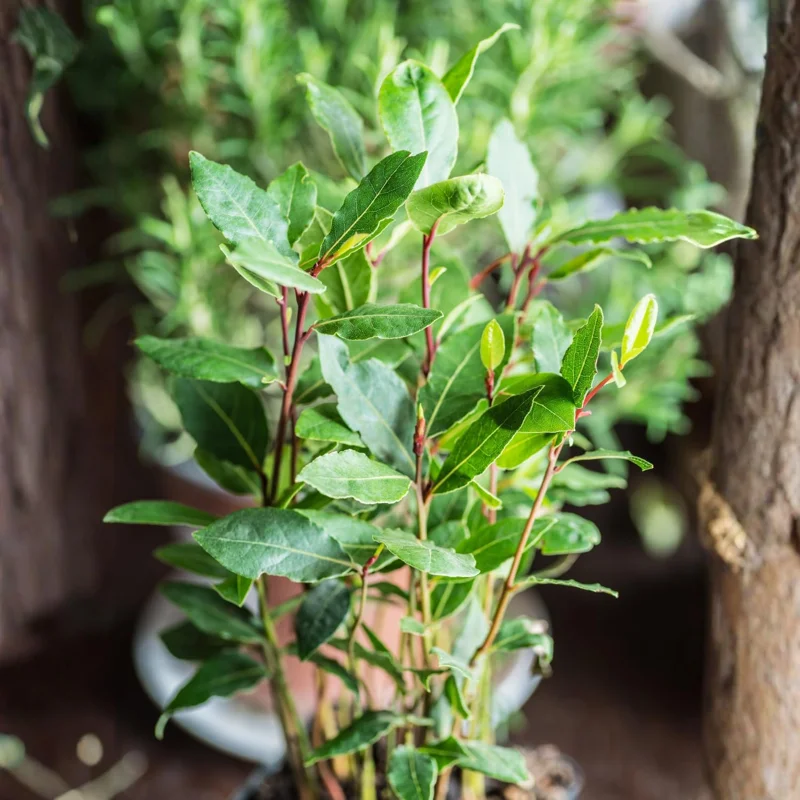 2 Bay Leaf Laurel Live Plants, 4-7 Inches Tall, Laurus Nobilis, Indoor/Outdoor Culinary Herb - Image 2