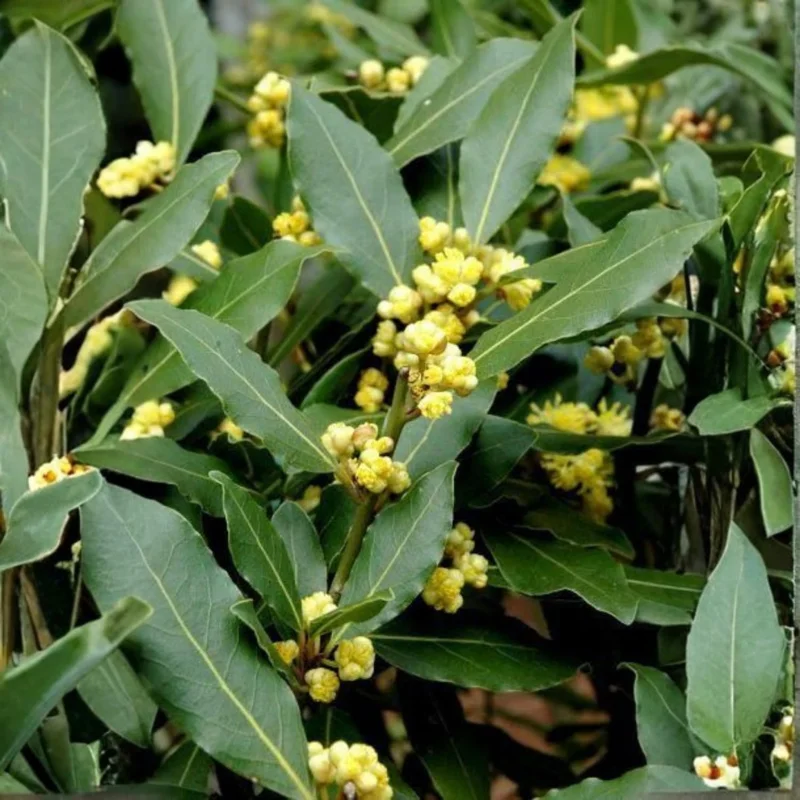 2 Bay Leaf Laurel Live Plants, 4-7 Inches Tall, Laurus Nobilis, Indoor/Outdoor Culinary Herb - Image 4