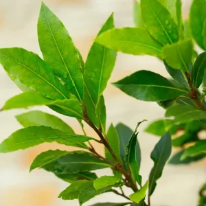 2 Bay Leaf Laurel Live Plants, 4-7 Inches Tall, Laurus Nobilis, Indoor/Outdoor Culinary Herb - Image 6