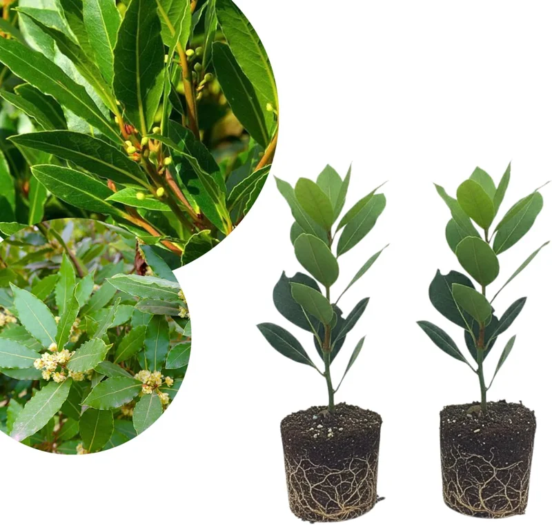 2 Bay Leaf Laurel Live Plants, 4-7 Inches Tall, Laurus Nobilis, Indoor/Outdoor Culinary Herb - Image 1