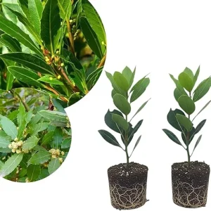 2 Bay Leaf Laurel Live Plants, Sweet Bay Leaf Tree, 4-7 Inches Tall, Laurus Nobilis, Indoor/Outdoor Herb - Image 4