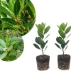 2 Bay Leaf Laurel Live Plants, Sweet Bay Leaf Tree, 4-7 Inches Tall, Laurus Nobilis, Indoor/Outdoor Herb - Image 1