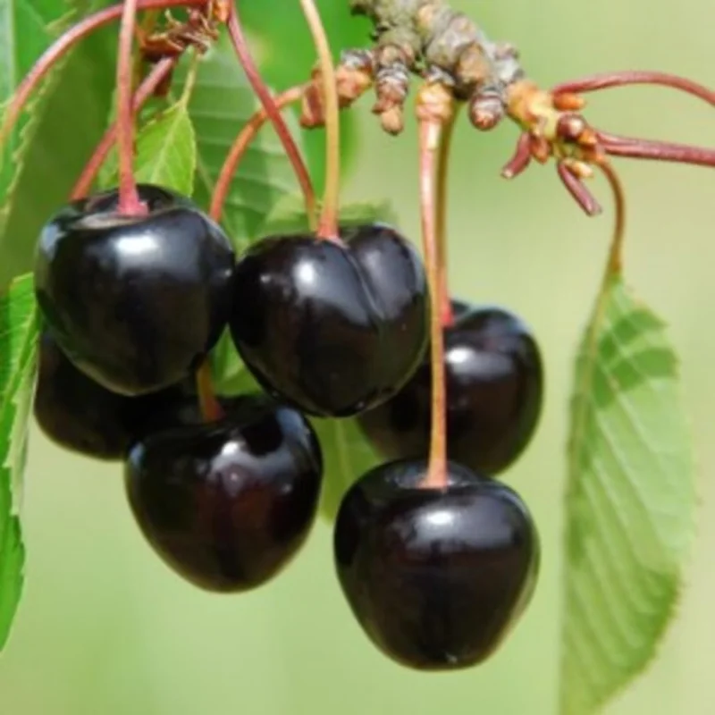 2 Black Cherry Live Fruit Trees, 3-4 ft Tall, Hardy, Outdoor - Image 4