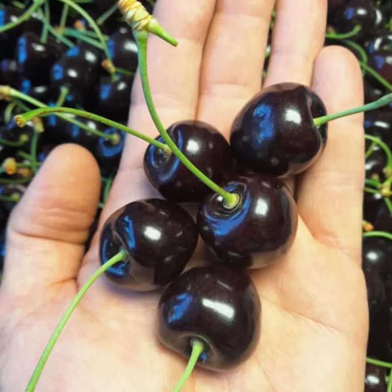 2 Black Cherry Live Fruit Trees, 3-4 ft Tall, Hardy, Outdoor - Image 5