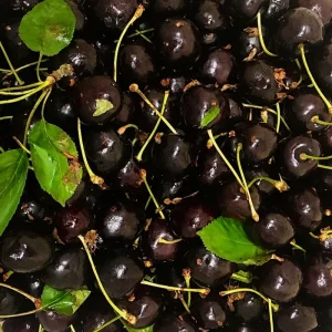 2 Black Cherry Live Fruit Trees, 3-4 ft Tall, Hardy, Outdoor - Image 6