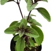 2 Blue African Basil Live Plants, Fragrant Herb, 4 to 6 Inches Long, Outdoor - Image 1