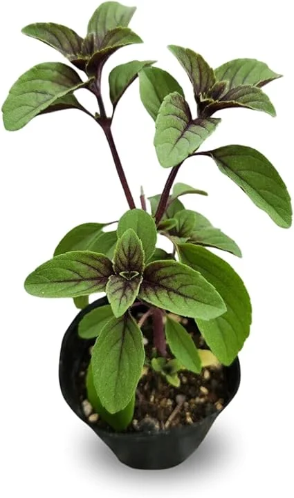 2 Blue African Basil Live Plants, Fragrant Herb, 4 to 6 Inches Long, Outdoor - Image 1