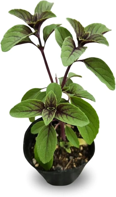 2 Blue African Basil Live Plants, Fragrant Herb, 4 to 6 Inches Long, Outdoor - Image 2