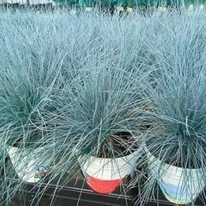 2 Blue Fescue Grass Live Plants – 5-9
