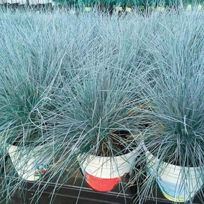 2 Blue Fescue Grass Live Plants – 5-9" Tall – Ornamental Grass for Outdoor - Image 4