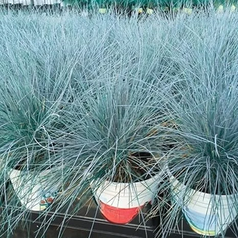 2 Blue Fescue Grass Live Plants – 5-9" Tall – Ornamental Grass for Outdoor - Image 5