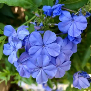 2 Blue Plumbago Live Plants, 4-8'' Tall, Flowering Vine Shrub, Outdoor - Image 2