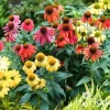 2 Coneflower Live Plant Multicolor Echinacea Perennial Plug 3-5 Inch Tall - Image 1