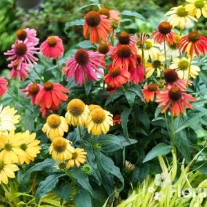2 Coneflower Live Plant Multicolor Echinacea Perennial Plug 3-5 Inch Tall - Image 1