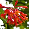 2 Coral Honeysuckle Live Plants, Fragrant Climbing Vines, 4-8 Inches, Outdoor - Image 1