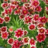 2 Coreopsis Live Plants, White Red Perennial Flowers, 3-5" Tall Plug - Image 1