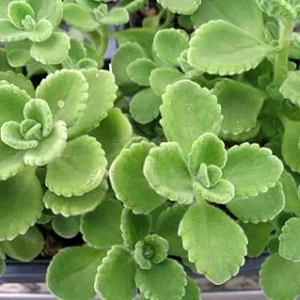 2 Cuban Oregano Live Plants - Mexican Mint - 5 to 7 Inches Tall - Perennial Herb - Image 3