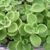 2 Cuban Oregano Live Plants - Mexican Mint - 5 to 7 Inches Tall - Perennial Herb - Image 1