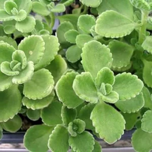 2 Cuban Oregano Live Plants - Mexican Mint - 5 to 7 Inches Tall - Perennial Herb - Image 5