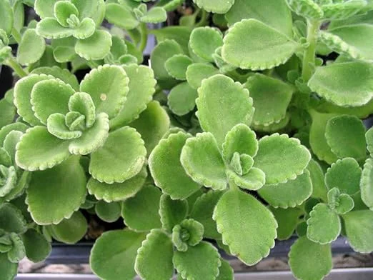 2 Cuban Oregano Live Plants - Mexican Mint - 5 to 7 Inches Tall - Perennial Herb - Image 6
