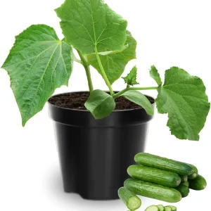 2 Cucumber Plants Live, 3-5 Inches Tall, 4 Inch Pot, Vegetable Gardening - Image 7