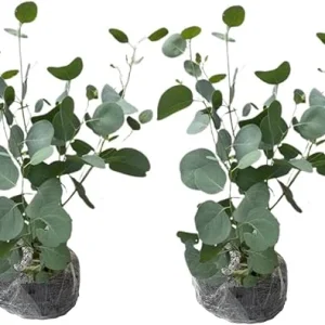 2 Eucalyptus Live Plant Plugs, 2-4 Inches Tall, Outdoor/Indoor Tree - Image 2