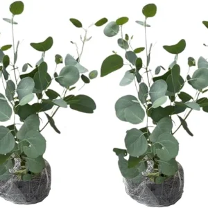 2 Eucalyptus Live Plant Plugs, 2-4 Inches Tall, Outdoor/Indoor Tree - Image 3