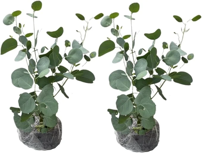2 Eucalyptus Live Plant Plugs, 2-4 Inches Tall, Outdoor/Indoor Tree - Image 3