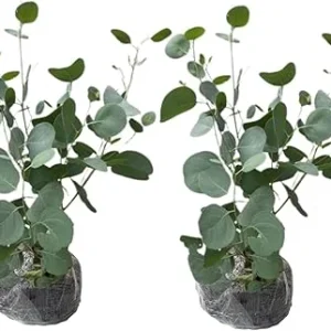 2 Eucalyptus Live Plant Plugs, 2-4 Inches Tall, Outdoor/Indoor Tree - Image 5