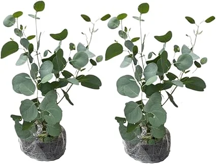 2 Eucalyptus Live Plant Plugs, 2-4 Inches Tall, Outdoor/Indoor Tree - Image 5