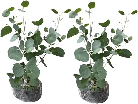 2 Eucalyptus Live Plant Plugs, 2-4 Inches Tall, Outdoor/Indoor Tree - Image 6