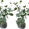 2 Eucalyptus Live Plant Plugs, 2-4 Inches Tall, Outdoor/Indoor Tree - Image 1