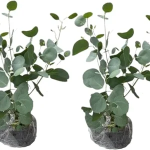 2 Eucalyptus Live Plant Plugs, 2-4 Inches Tall, Outdoor/Indoor Tree - Image 7