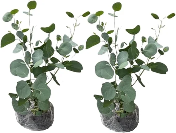 2 Eucalyptus Live Plant Plugs, 2-4 Inches Tall, Outdoor/Indoor Tree - Image 7