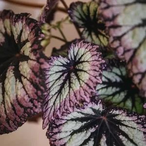2 Fire Woman Begonia Live Plants – Rex Begonias, Bush Angel Wing, 5-7 Inch Tall, Indoor/Outdoor - Image 2