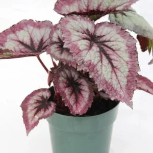 2 Fire Woman Begonia Live Plants – Rex Begonias, Bush Angel Wing, 5-7 Inch Tall, Indoor/Outdoor - Image 7