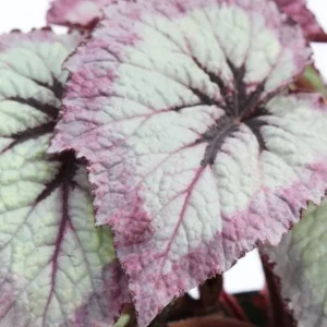 2 Fire Woman Begonia Live Plants – Rex Begonias, Bush Angel Wing, 5-7 Inch Tall, Indoor/Outdoor - Image 8