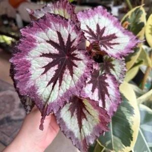 2 Fire Woman Begonia Live Plants – Rex Begonias, Bush Angel Wing, 5-7 Inch Tall, Indoor/Outdoor - Image 9