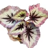 2 Fire Woman Begonia Live Plants – Rex Begonias, Bush Angel Wing, 5-7 Inch Tall, Indoor/Outdoor - Image 1